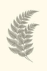 Naklejka premium Elegant vintage botanical illustration of a delicate fern leaf in fine line art, isolated on a light background, symbolizing nature, growth, and organic beauty.