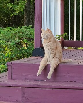 cat in the garden