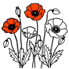 Vibrant poppy flowers in bloom