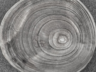 Cernes concentriques de bois