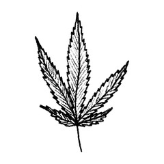 Naklejka premium Hand drawn cannabis leaf Medicine marijuana Hemp leaves clipart in doodle style Single element for print, web, design, decor