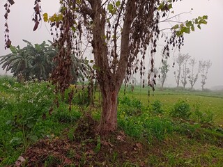 Autumn seson, spring season, love nature ,3d autumn tree, vibrant natural view,Atmospheric Countryside View with Dense Fog and Overcast Sky