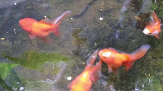 Vibrant Oranda and Ryukin Goldfish Swimming in Clear Blue Water, Diverse Aquatic Pet Collection for Serenity and Prosperity Background