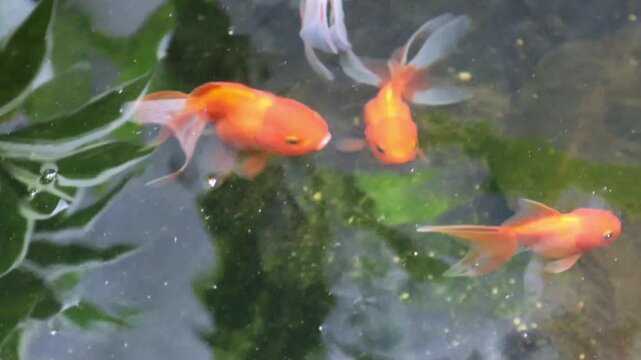 Vibrant Oranda and Ryukin Goldfish Swimming in Clear Blue Water, Diverse Aquatic Pet Collection for Serenity and Prosperity Background