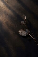 Transparent skeleton leaves on dark textured surface with dramatic diagonal light streaks