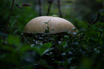 Mushroom in Alaskan forest