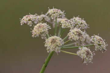 Plant from the carrot family