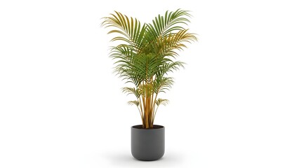 Obraz premium Golden Cane Palm Indoor Plant with Photorealistic Lighting Isolated on White Background