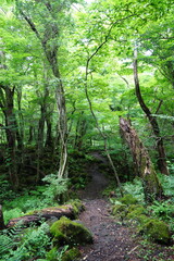 summer path through old wild forest