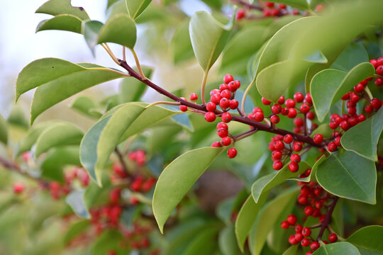 Red berries of the Round Leaf Holly, Ilex rotunda