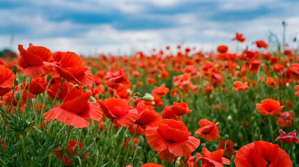 Australia day field of red flowers with green stems under a cloudy sky evokes a sense of remembrance and natural beauty