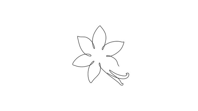 Continuous one-line drawing of vanilla flower animation