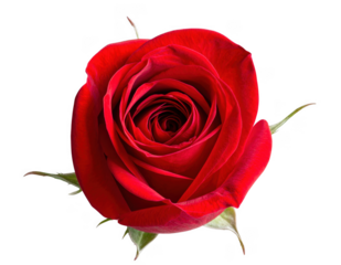 Red rosebud with slightly opened petals, isolated on white and transparent