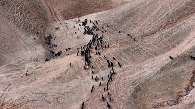 Aerial Bedouin Shepherd Guiding Goat Herd Judea Desert

Drone footage of Bedouin shepherd guiding goats in Judea Desert Israel, 31 December 2025.
