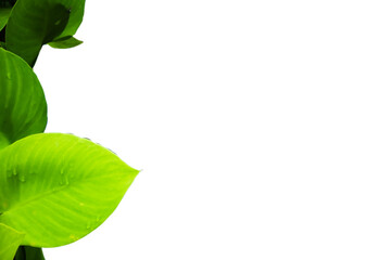 green tropical leaves on a transparent (png) background with copy space. Natural border for spring, summer, wellness, and eco-friendly design concepts. © EkoPriyatno