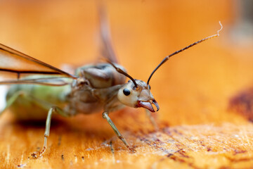 Extreme macro photograph of a winged ant shown in side profile on a wooden surface. The image...
