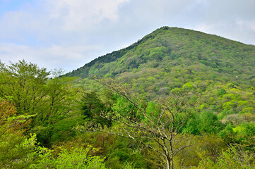 丹沢 新緑の甲相国境尾根 高指山より大岩を望む