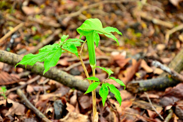 Obraz premium 丹沢の高指山 ホソバテンナンショウ 