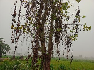 Autumn seson, spring season, love nature ,3d autumn tree, vibrant natural view,Atmospheric Countryside View with Dense Fog and Overcast Sky