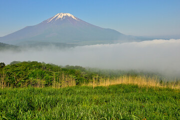 Fototapeta premium 丹沢の鉄砲木ノ頭（明神山）より 晴れ行く朝霧に浮かぶ夏富士 