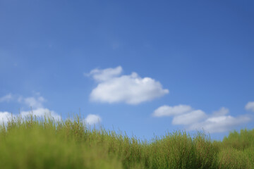 青空の下のコキア　Kochia under the blue sky