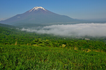 Fototapeta premium 丹沢の鉄砲木ノ頭（明神山）より 夏草生い茂る山地より望む富士山 