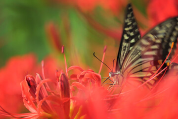 曼珠沙華とアゲハチョウ　Spider lilies and swallowtail butterflies