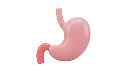 3D Render of Human Stomach