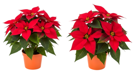 Two vibrant poinsettia plants isolated on transparent background