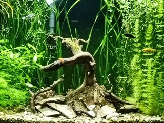 tree roots in the forest,Forest Roots, Roots of the Ancient Trees, Twisted Roots in the Woods, Nature&rsquo;s Hidden Foundations, Rooted in the Forest, Earthbound Roots, Tangled Tree Roots, Beneath the Fore