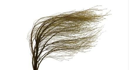 Vigorously wind-swept bare tree branches dramatically illustrate nature's powerful force and dynamic movement against a stark white backdrop