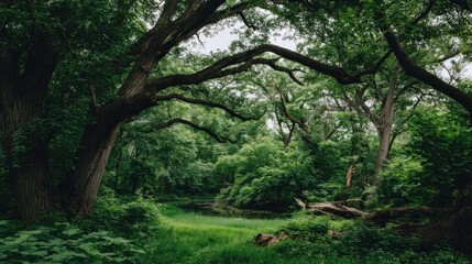 Lush green forest floor with towering trees.