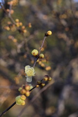 日本の初春の花、ロウバイ