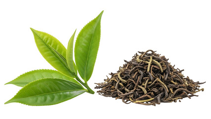 Herbal plant with leaves and roots isolated on transparent background