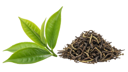 Herbal plant with leaves and roots isolated on transparent background