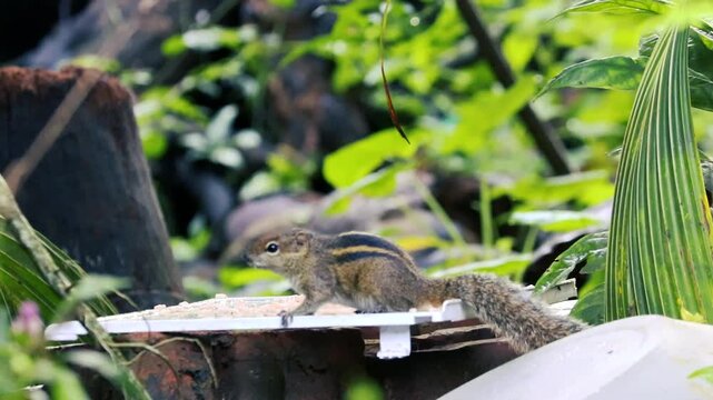 cute striped palm squirrel eating rice on a feeder in a lush green garden with blurred background