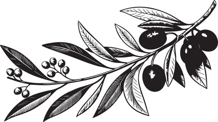 Olive Branch Line Art Featuring Leaves, Berries, and Fruit in Black and White Botanical Style