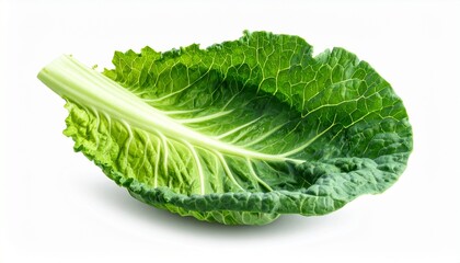 Fresh bunch of green leafy lettuce with crinkled leaves and thick pale stem on white background