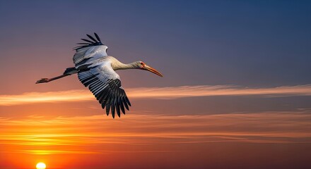 Obraz premium Stork gracefully soars through the sky at vibrant sunrise embodying freedom and natural beauty