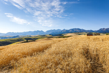 Fototapeta premium Golden wheat field on the rolling hills with a background of majestic mountains in Xinjiang.