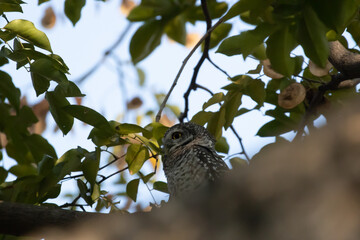 Naklejka premium The small spotted owl with big, cute eyes belongs to the owl family.