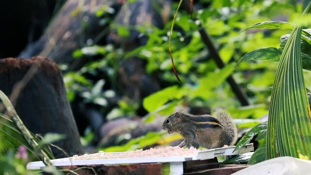 cute striped palm squirrel eating rice on a feeder in a lush green garden with blurred background