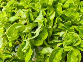 Close-up of Fresh Green Brazilian Spinach Leaves (Sissoo Spinach) with Unique Curly Textures, Displaying Vibrant Organic Foliage for Healthy Cooking and Home Gardening Concepts