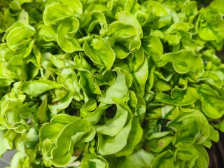 Close-up of Fresh Green Brazilian Spinach Leaves (Sissoo Spinach) with Unique Curly Textures, Displaying Vibrant Organic Foliage for Healthy Cooking and Home Gardening Concepts