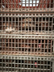 Close-up of Brown Layer Hens Inside Plastic Cates or Cages Stacked Together for Transportation, Representing Poultry Farming, Livestock Logistics, and Agriculture Industry Operations