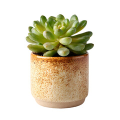  Lush green cactus flower in pot