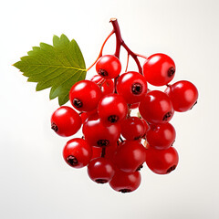 Red currant cluster shot