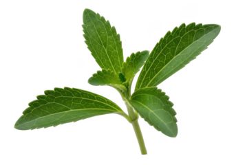 A fresh green sprig of stevia plant leaves, isolated on transparent background, perfect for natural sweetener and diet concepts