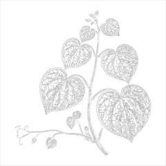 Detailed illustration of a delicate grapevine tendril with five detailed leaves and new growth