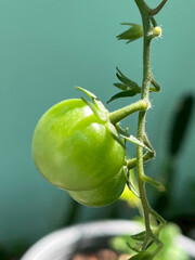 tomato on the vine